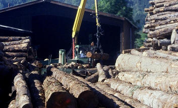 Billes de bois dans une scierie