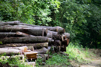 Rondins de bois en forêt