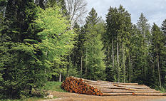 Forêts et industries du bois  La préfecture et les services de l'État en  région Normandie